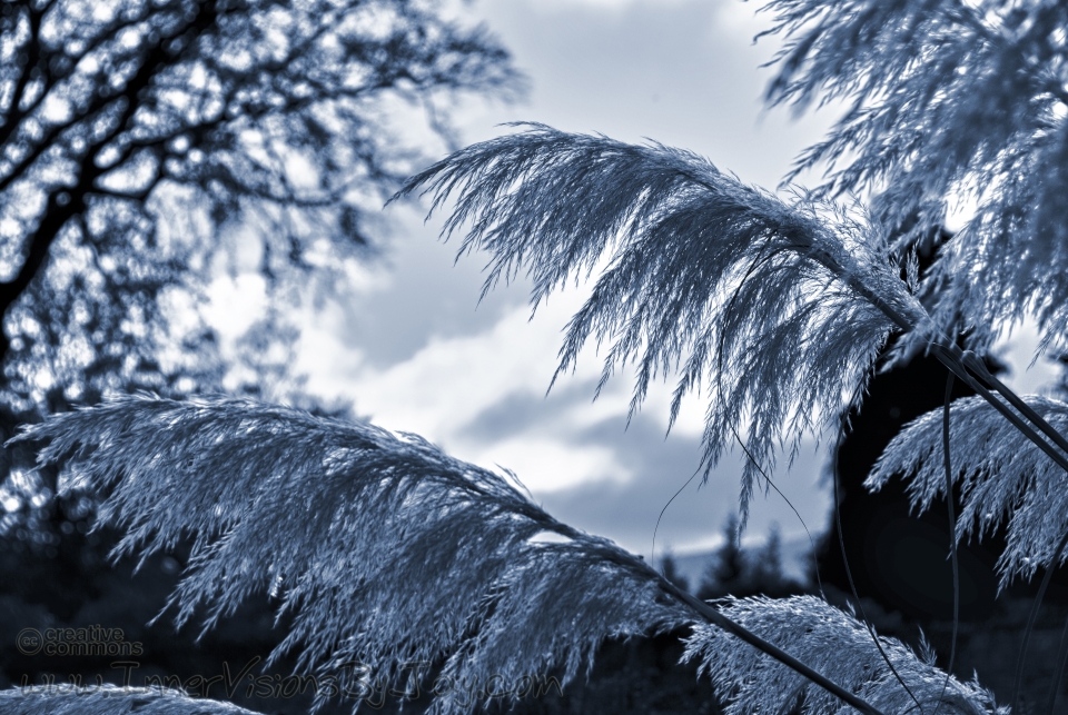 Blue Dawn Plants hanging heavy before the dawn