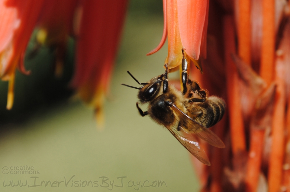 Doth the Busy Bee Bee taking a break while gathering nectar