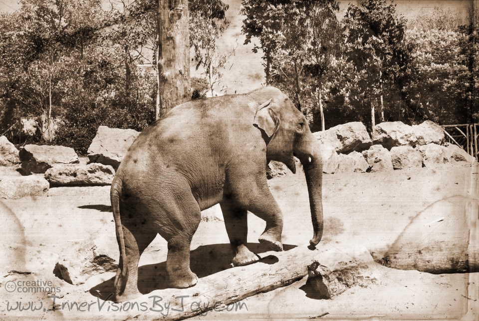 Gaja Antiqued and water-stained image of meandering elephant