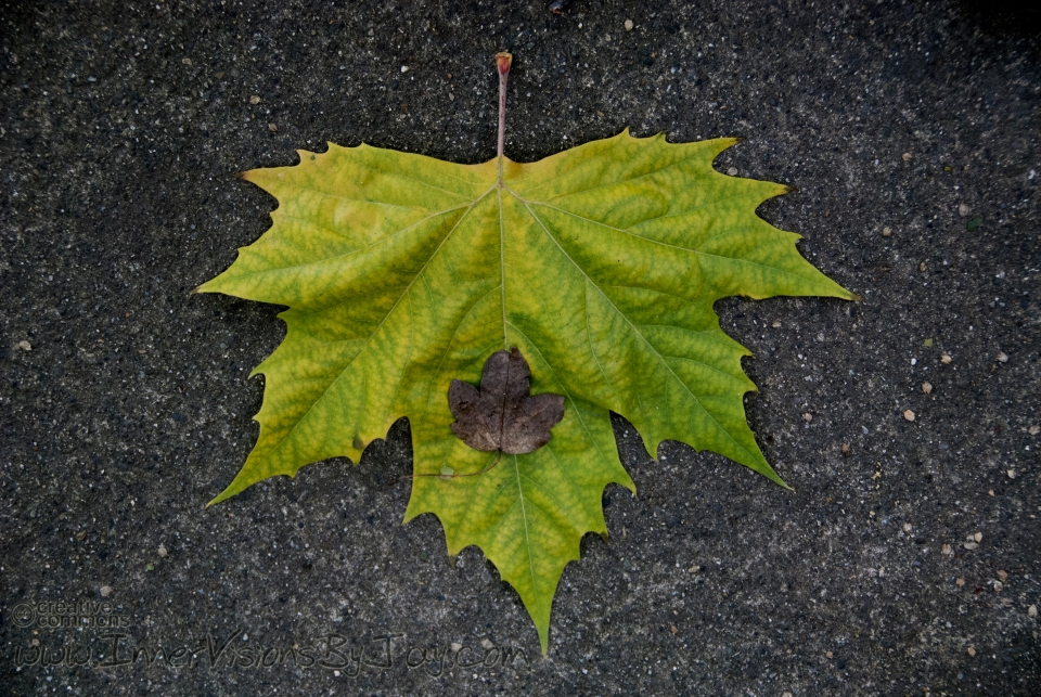 Grave to Cradle Small leaf on big leaf