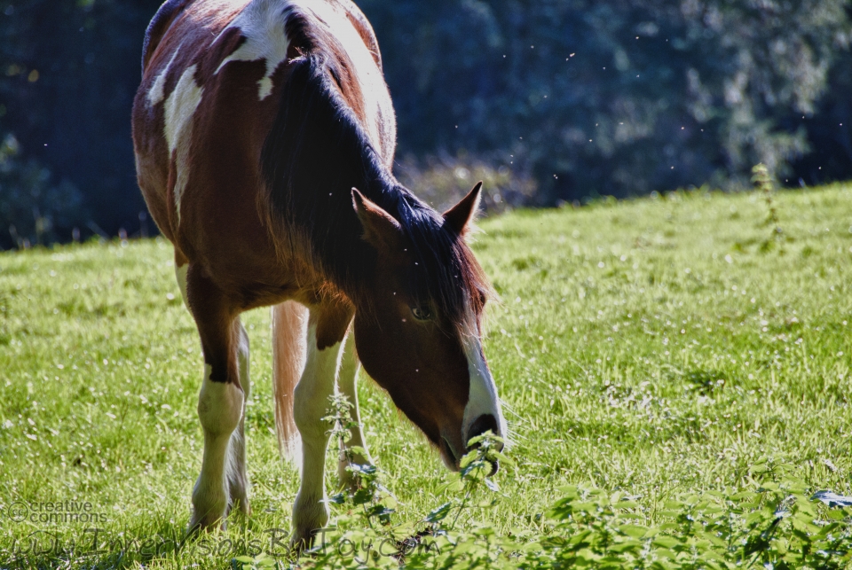 Grazing horse surrounded by tiny light fairies