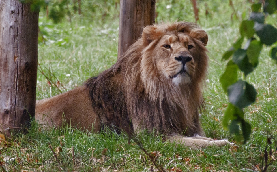 Judgment Lion sitting in judgment