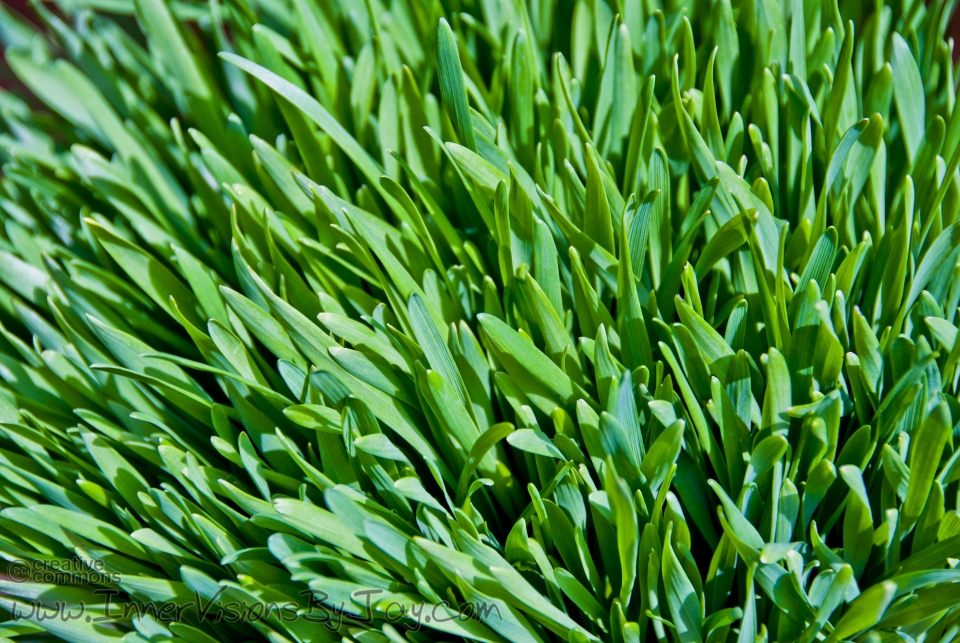 Thick, lush green grass