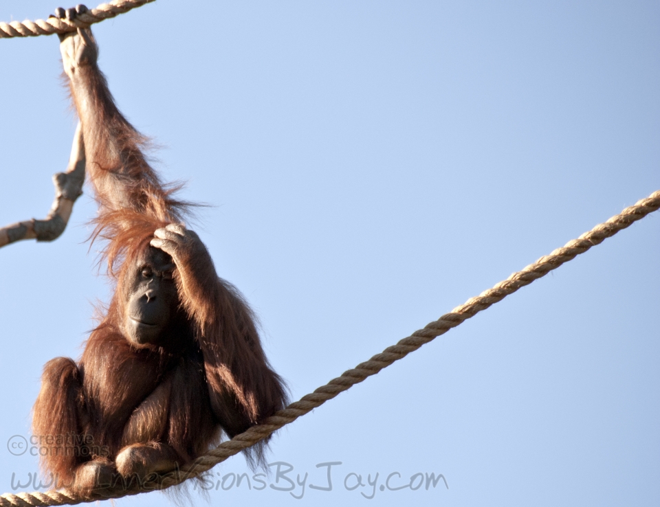 Meditation Great Ape in Deep Thought