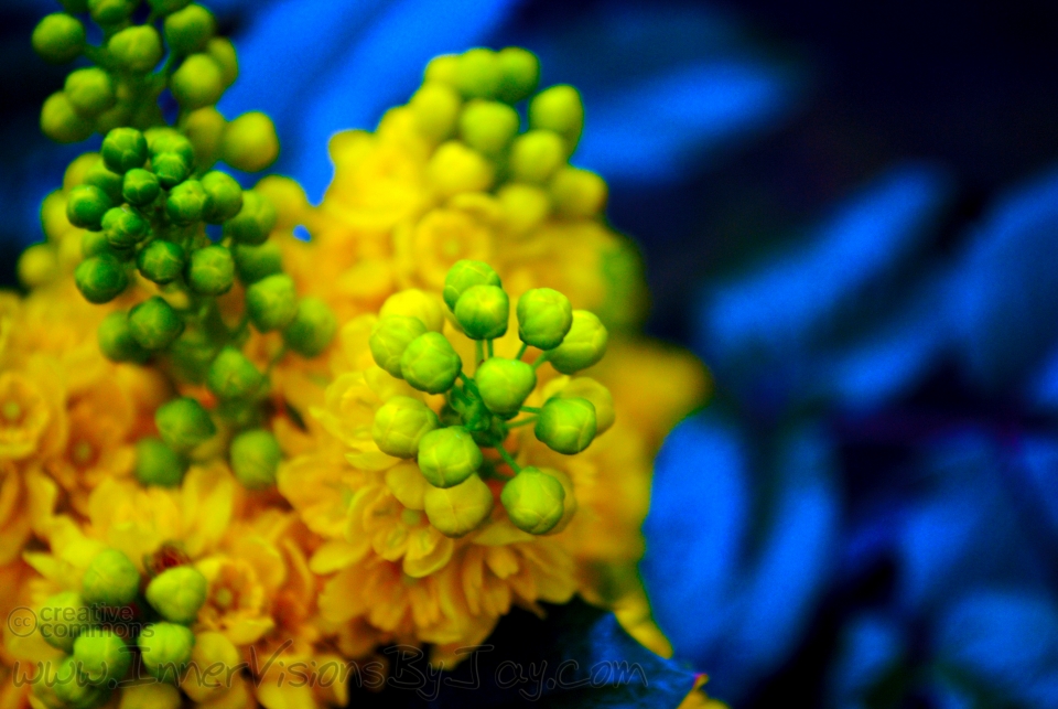 Green buds, yellow flowers against blue tapestry