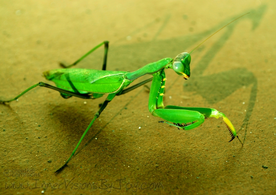 Praying Mantis on Sandstone