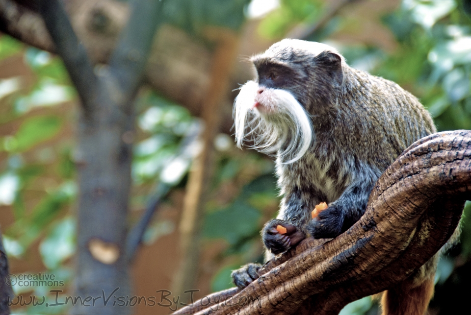 Moustafa Heavily moustached primate enjoying a carrot
