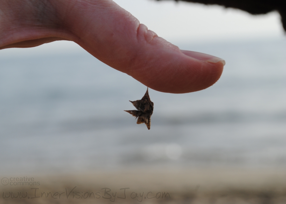 Ocean Thorn Ocean thorn hanging from a thumb
