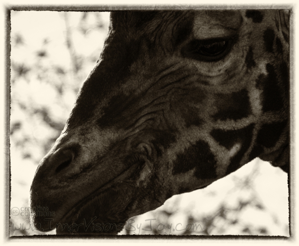 Close-up of giraffe in sepia