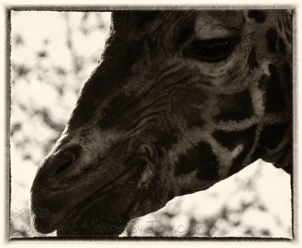 Only You Close-up of giraffe in sepia