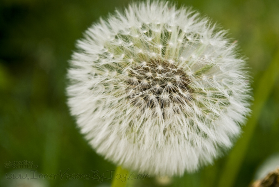 Close-up of a dandelion in full bloom