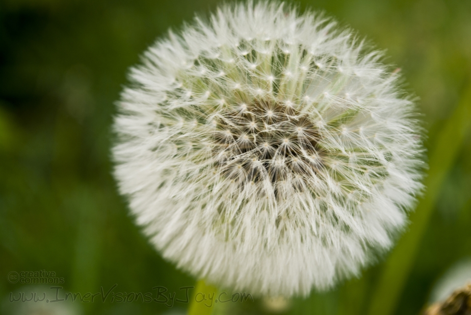 Our Rustic Oracle Close-up of a dandelion in full bloom