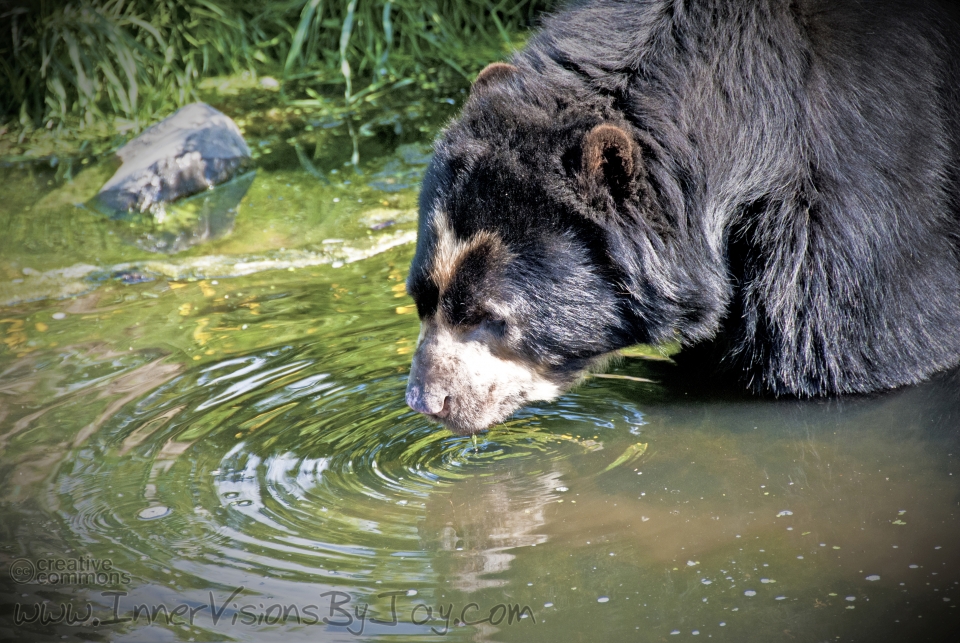 Grizzly bear stopping for a drink at the water hole