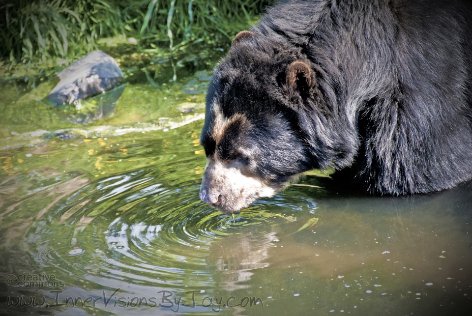 Perry Patetic Grizzly bear stopping for a drink at the water hole