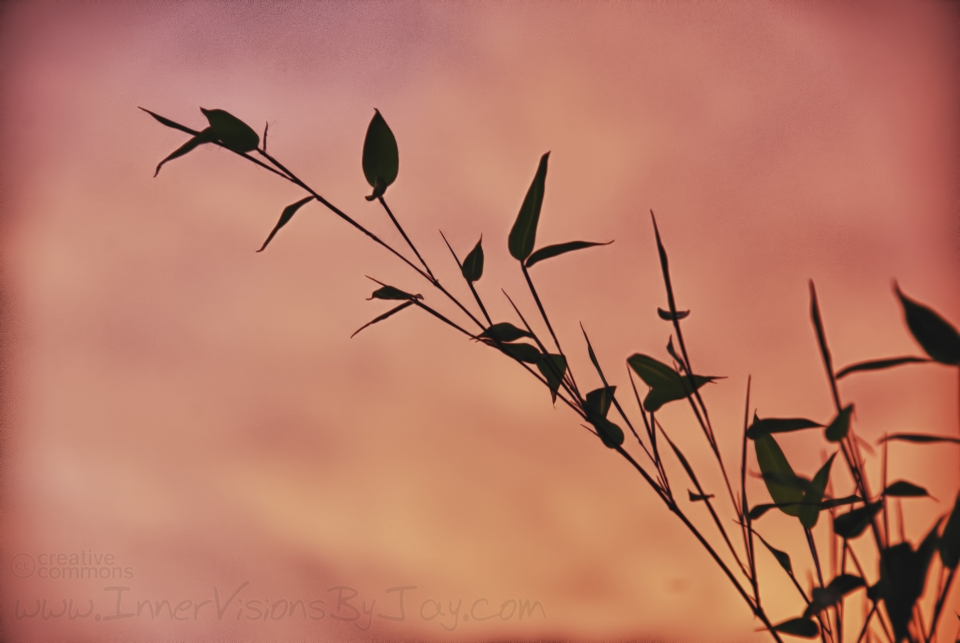 Bamboo silhouette against orange sunrise