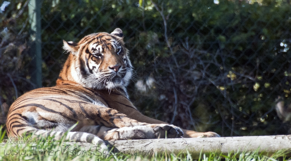 Tiger pondering behind the fence