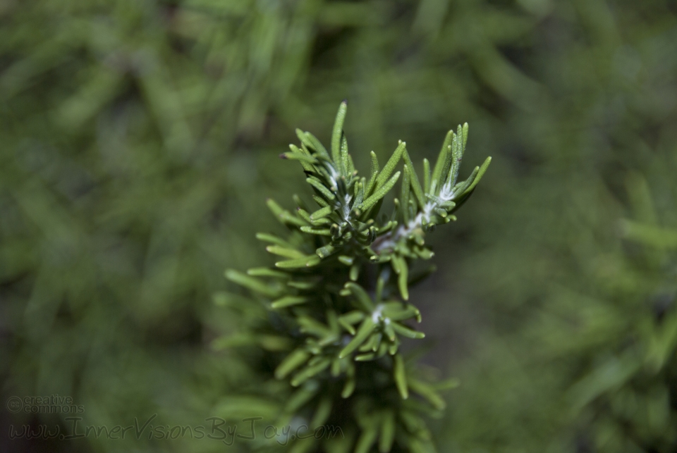 Rosemary's Reach Top-down view of growing rosemary branch