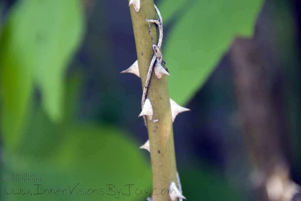 Roses' Champion Stick of thorns