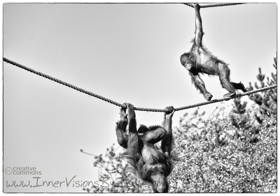 Primates playing chase on a pair of ropes