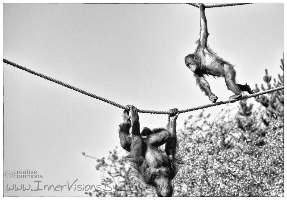 The Chase Primates playing chase on a pair of ropes