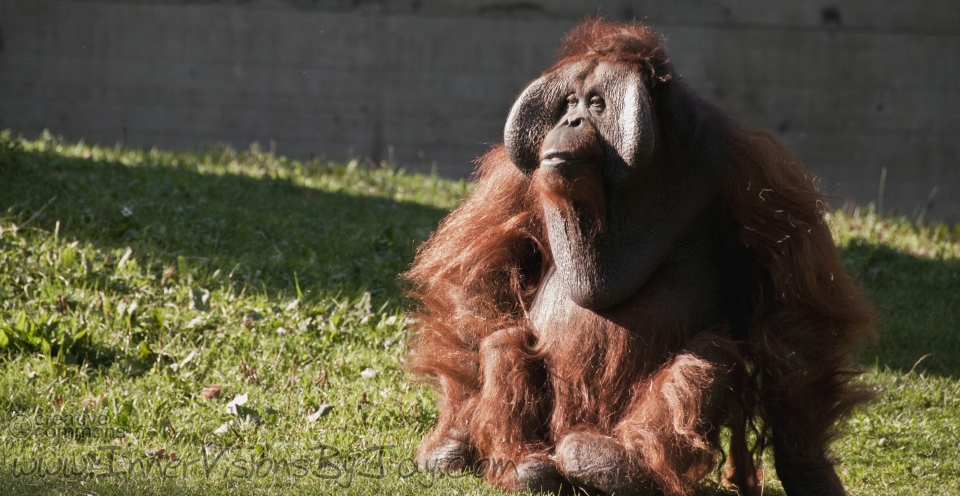 The Patriarch Hairy male ape surveying his domain
