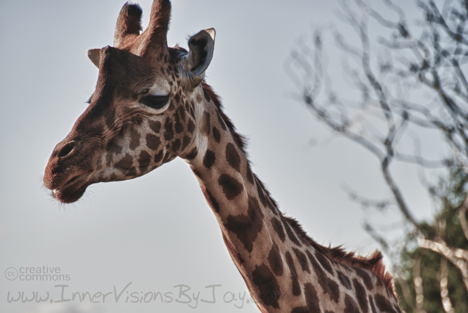 Giraffe looming into the sky