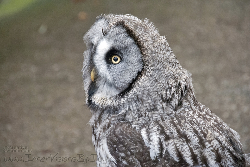 Vigil Spotted owl keeping vigil