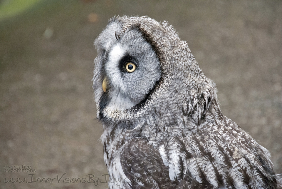 Spotted owl keeping vigil