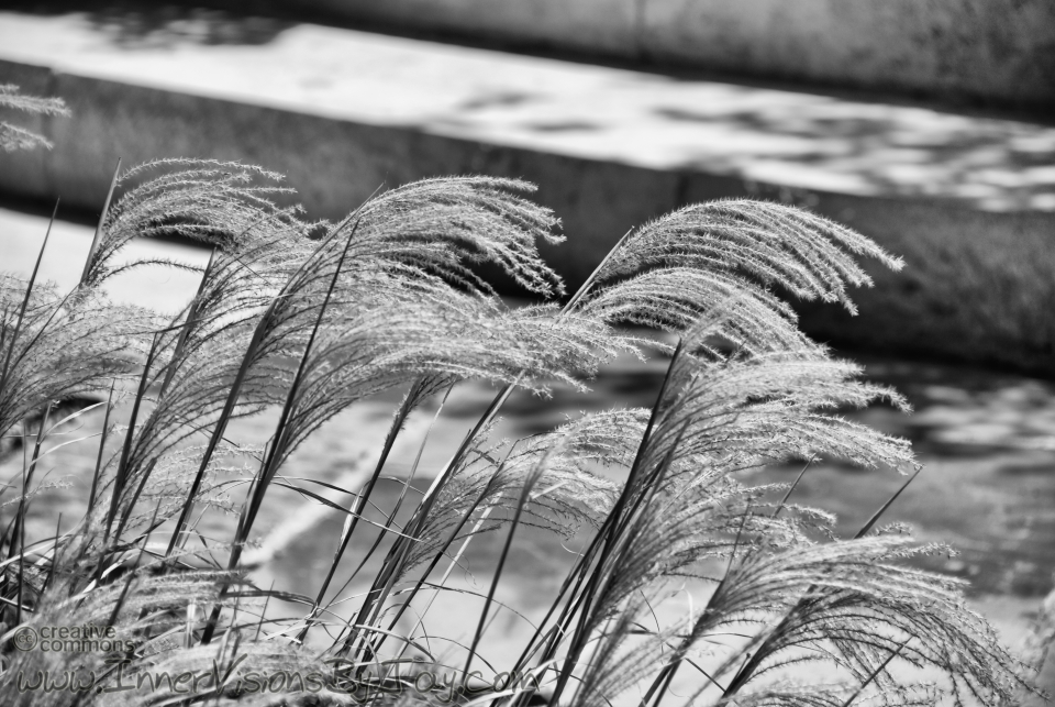 Fuzzy grass blowing in the wind in black and white