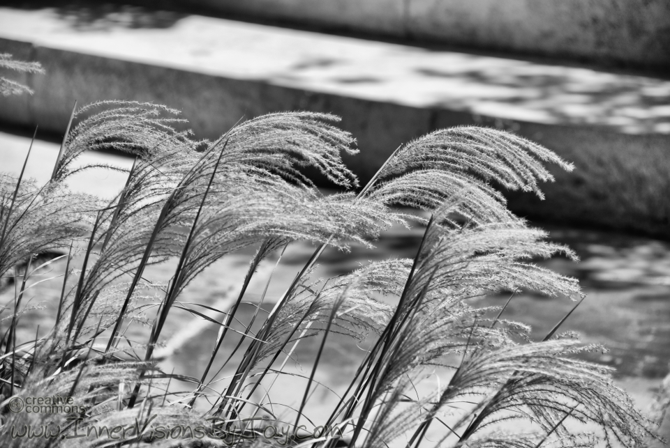 Windy Tickles Fuzzy grass blowing in the wind in black and white