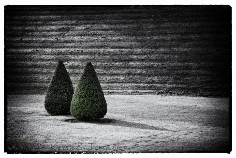 Green cone-shaped bushes against black and white Vignette