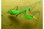 MotherMantis